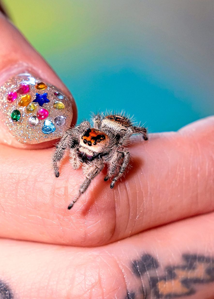 Taylor holds Frida, one of her jumping spiders, at home in Reno, Nevada in the US.