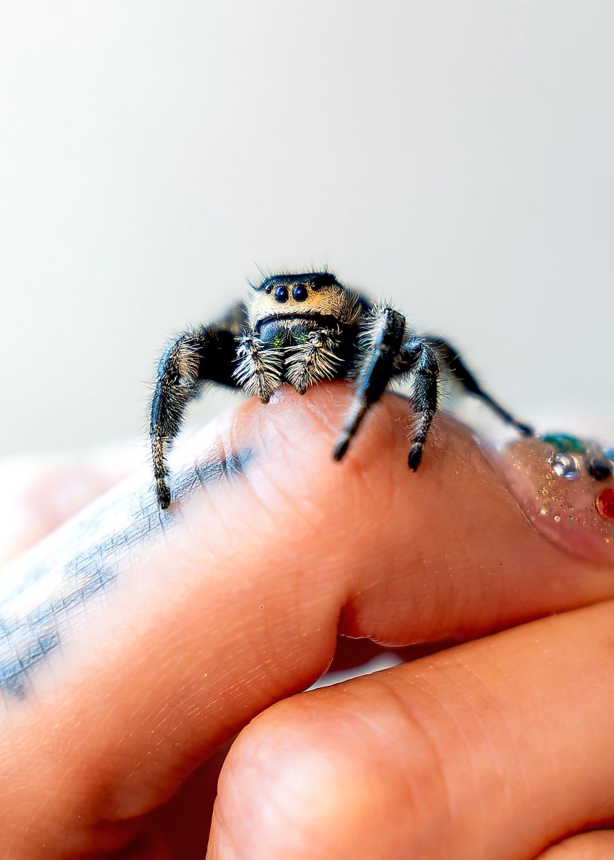 Taylor holds Barbara, one of her jumping spiders. These arachnids are winning over people with long-held fears of spiders.