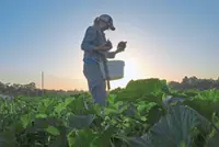 Farming under the heat dome