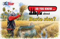 Do you know... about Bario rice?