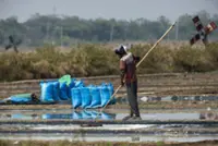 Indonesia’s salt fields bloom under drought from El Niño’s baking heat