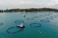 Malaysia develops broodstock for three marine fish species under 13MP