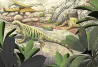 Where do turtles come from?