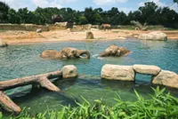 Animals need to cool off, too