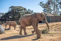 The last three elephants still in South African zoo await a new fate