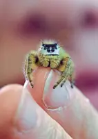 Web of cuteness: Tiny jumping spiders are now social media’s unlikeliest stars