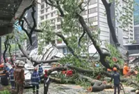 Bomba calls for regular tree safety audits as falling timber claims 50 lives since 2021