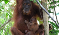 Indonesia's Jantho Nature Reserve welcomes another baby orangutan