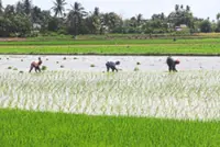 Padi farmers under pressure due to fertiliser supply delays, Mada chairman vacancy, says report