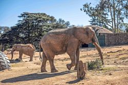 The last three elephants still in South African zoo await a new fate