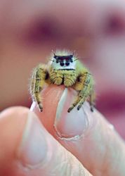 Web of cuteness: Tiny jumping spiders are now social media’s unlikeliest stars