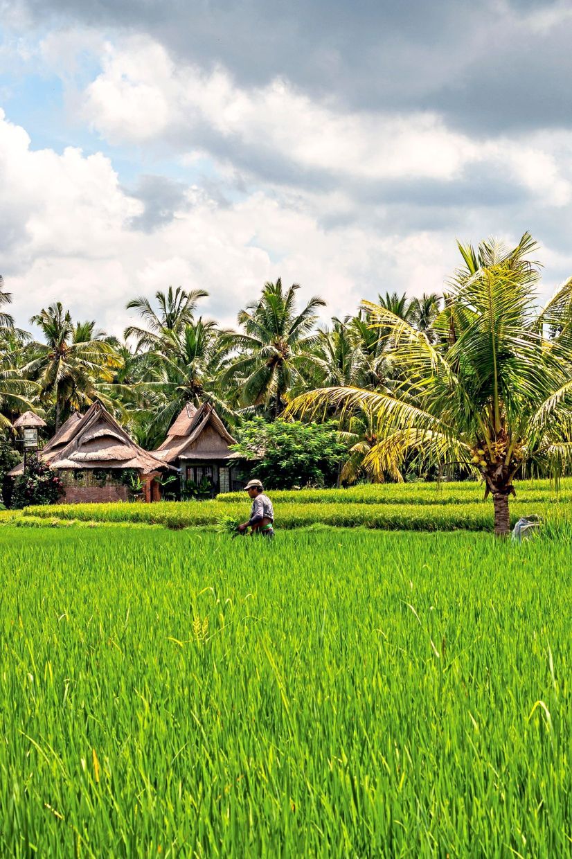 Ubud in Bali is a favourite destination among tourists looking for an Eat, Pray, Love experience, as the famous movie was mainly filmed there.