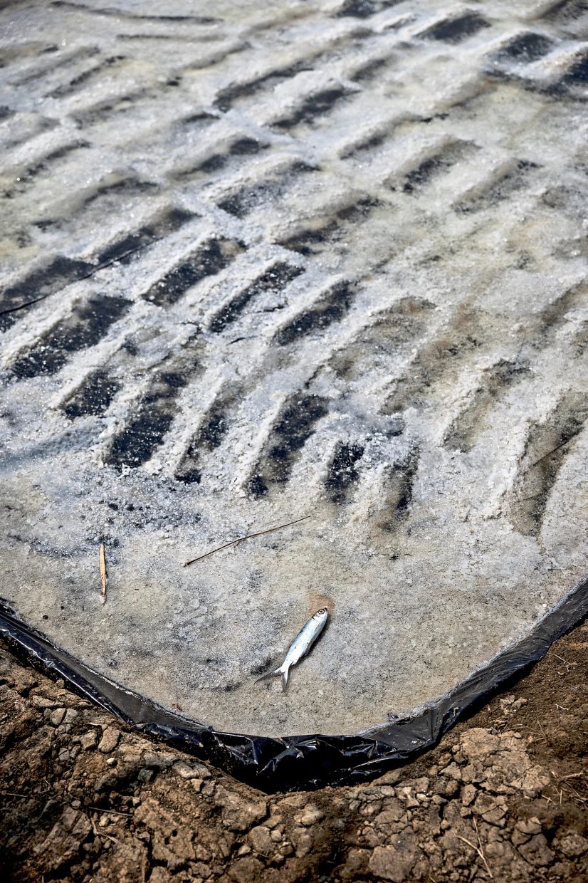 A fish lies on a bed of crystallised salt at a pond in Pengarengan village, Cirebon. — Reuters