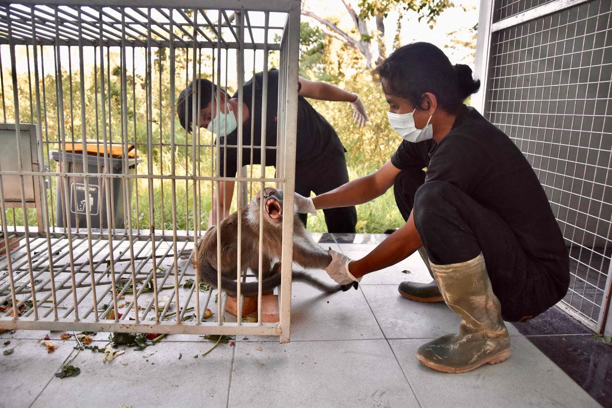 Animal keepers examine a long-tailed macaque after it was caught in a trap the previous day, at the Animal Rescue Center (PPS) for observation in Pekanbaru, Riau, on Friday, August 7, 2026. Animal trappers have cut short the two-week rampage of a monkey that randomly attacked 18 people on Indonesia's Sumatra island, prompting dozens of schools to close in fear. -- Photo by WAHYUDI / AFP