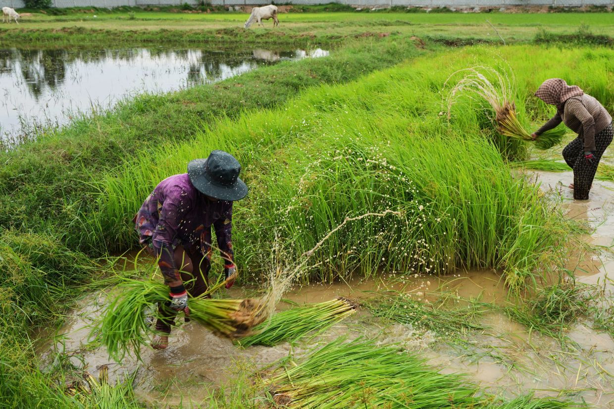 Cambodian farmers prepare rice seedlings for planting during the rainy season in Snaor Keut village on the outskirts of Phnom Penh, Cambodia, on Friday, Aug. 7, 2026. -- AP Photo/Heng Sinith