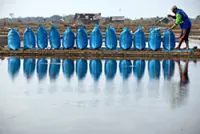 Salt fields bloom in El Nino’s wake