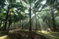 From oil palm to toilet bowl: The real flush test