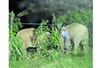 GPS collars to deter elephant intrusion