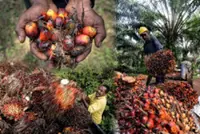Southeast Asian palm harvesting disrupted by rising cost of diesel, supply crunch