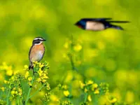 How sounds and surroundings affect stress 