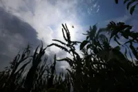 World food prices hit 3-year high in July as weather and war weigh, FAO says