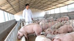 Chinese couple lose US$15 million pig farm in false fraud arrest, raising justice questions