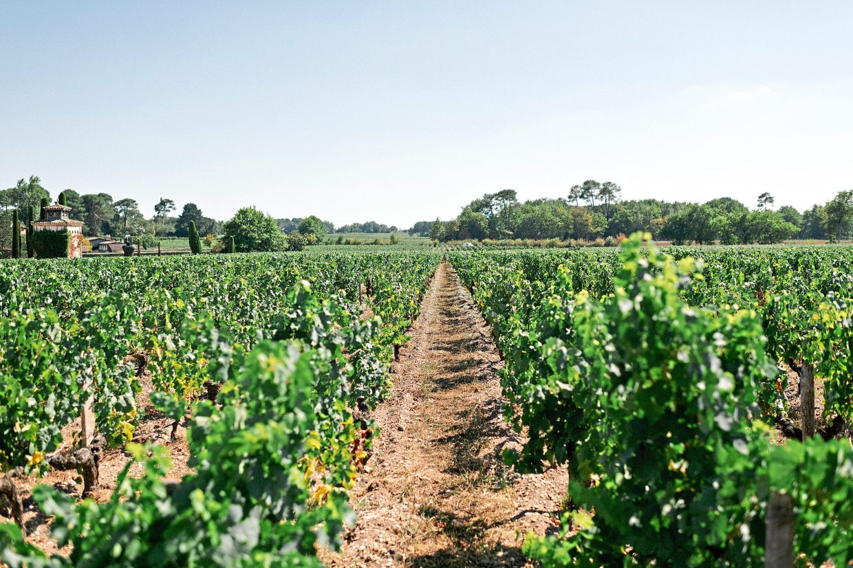 Perfect storm for Bordeaux's wine legacy