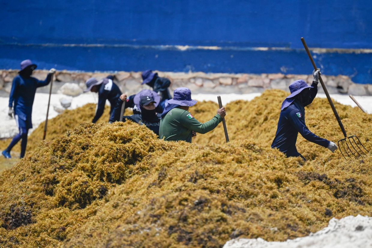 Members of the Mexican Navy remove accumulated sargassum seaweed from a beach in Playa del Carmen, Quintana Roo State, Mexico.