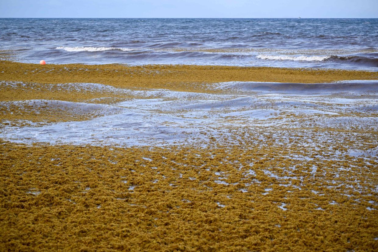 Sargassum seaweed covers nearshore waters along the Caribbean coast in Tulum, Quintana Roo State, Mexico.