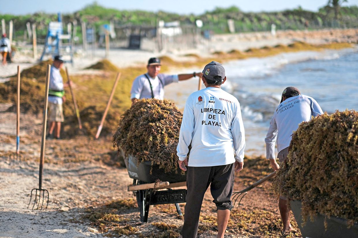 Municipal workers collecting sargassum seaweed from a beach in Tulum.