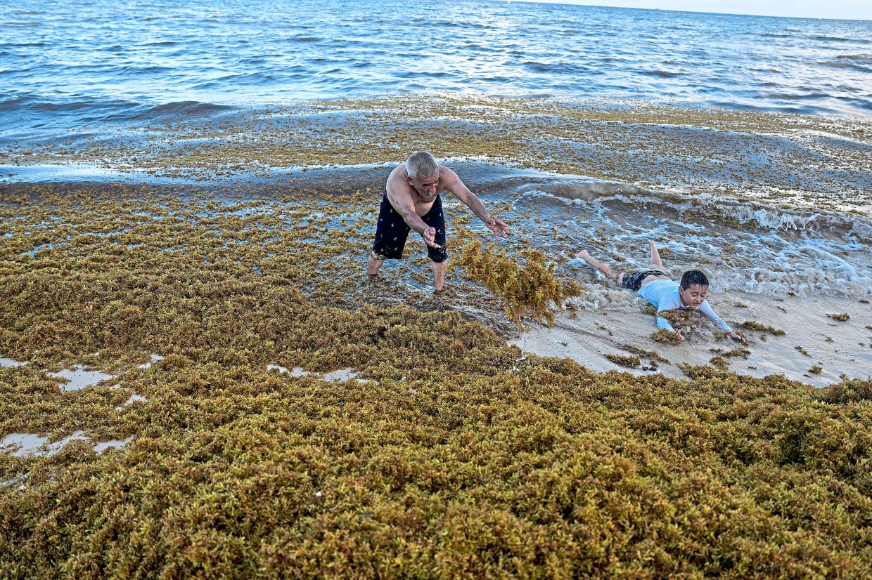 A man and his grandson playing on a beach filled with sargassum in Pelicanos beach at Playa del Carmen. — AP