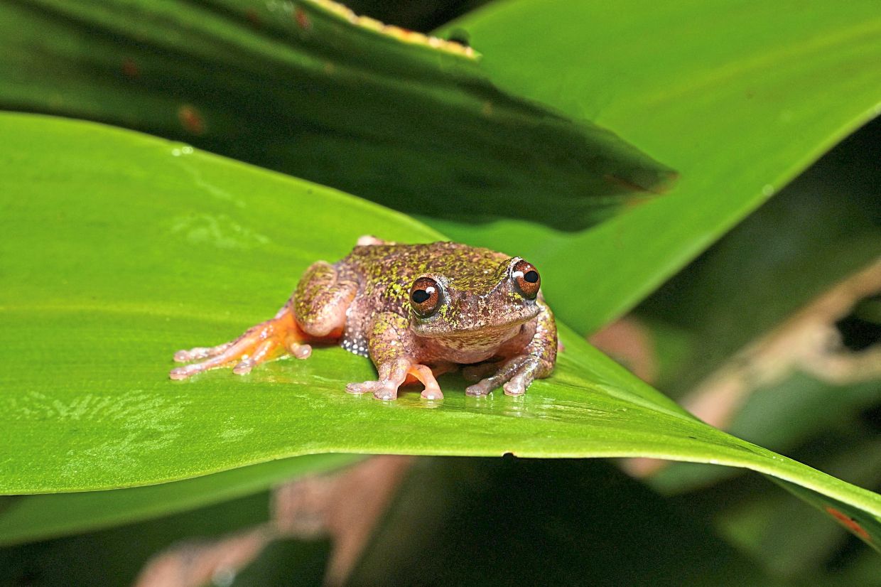 The species has another distinctive trait: males have a translucent throat that inflates with their short, high-pitched call.