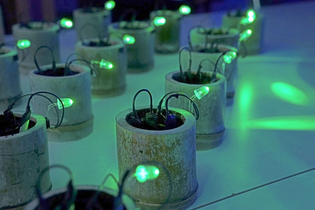 Ultra-small-scale power harvesting that generates electricity using organic materials such as soil and bamboo, produced by Japanese product designer Japanese product designer and engineer Satoshi Nakagawa at his laboratory in Tokyo. — Photo: Kazuhiro NOGI/ AFP