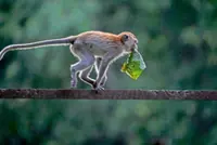 Rogue monkey that injured 18 captured