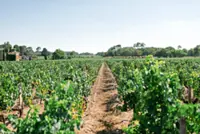 Perfect storm for Bordeaux’s wine legacy