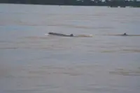 DNA technology to identify species in Cambodian waterways, support dolphin conservation