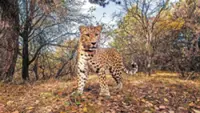 Conservation spurs North China leopard resurgence in Shanxi