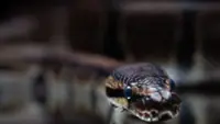 Local Bengal exorcist known for treating snakebites dies after own remedy fails
