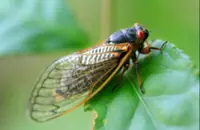 Chorus of cicadas can impair hearing