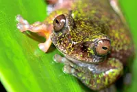Scientists discover new 'coffee frog' species in Costa Rica's coffee plantations
