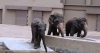 QuickCheck: Is Amoi the elephant showing signs of distress in a Japan zoo?