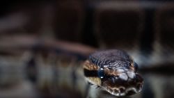 Local Bengal exorcist known for treating snakebites dies after own remedy fails