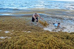 As sargassum seaweed piles up, Caribbean bets on boats, barriers and biofuel