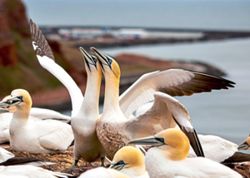 Last Scottish island bird chick hunt banned after almost 500 years