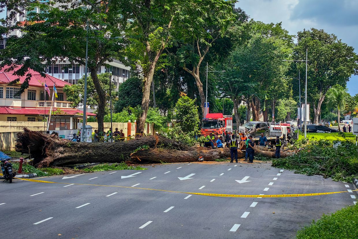 Root rot, trunk cavity caused 90-year-old tree to collapse in Penang ...