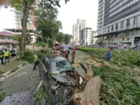 Tree crushes car on Macalister Road in Penang, three family members injured