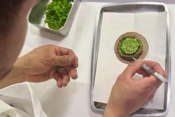 Mexican restaurant in US defies stereotypes with historic 3 Michelin stars