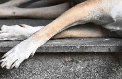PD police say dog's death was accidental, case now with Veterinary Dept