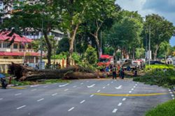 Root rot, trunk cavity caused 90-year-old tree to collapse in Penang, says MBPP