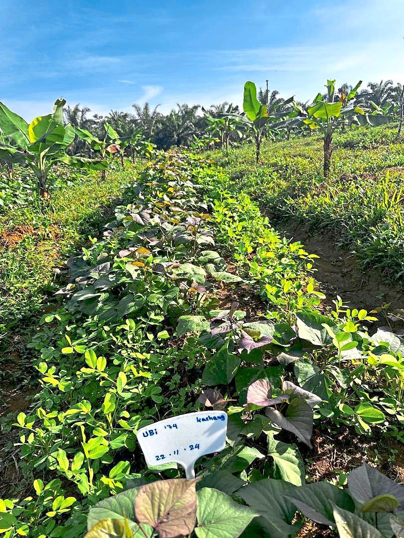 For Zero Foodprint Asia’s pilot regenerative farming projects in Malaysia, seven farms have been awarded grants. — Zero Foodprint Asia